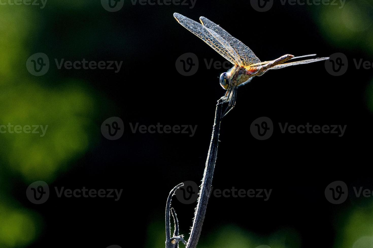 macro de libélula de perto foto