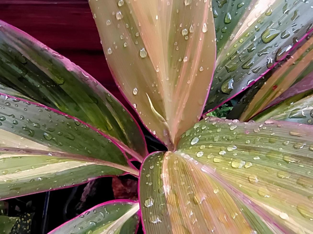 closeup de cordyline fruticosa em um dia chuvoso. foto