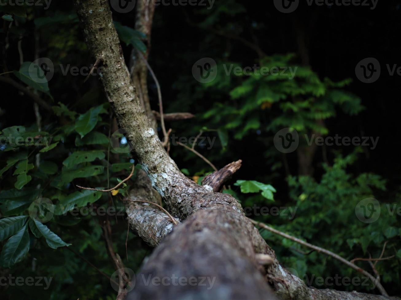 velha árvore na floresta. foco seletivo no tronco. foto