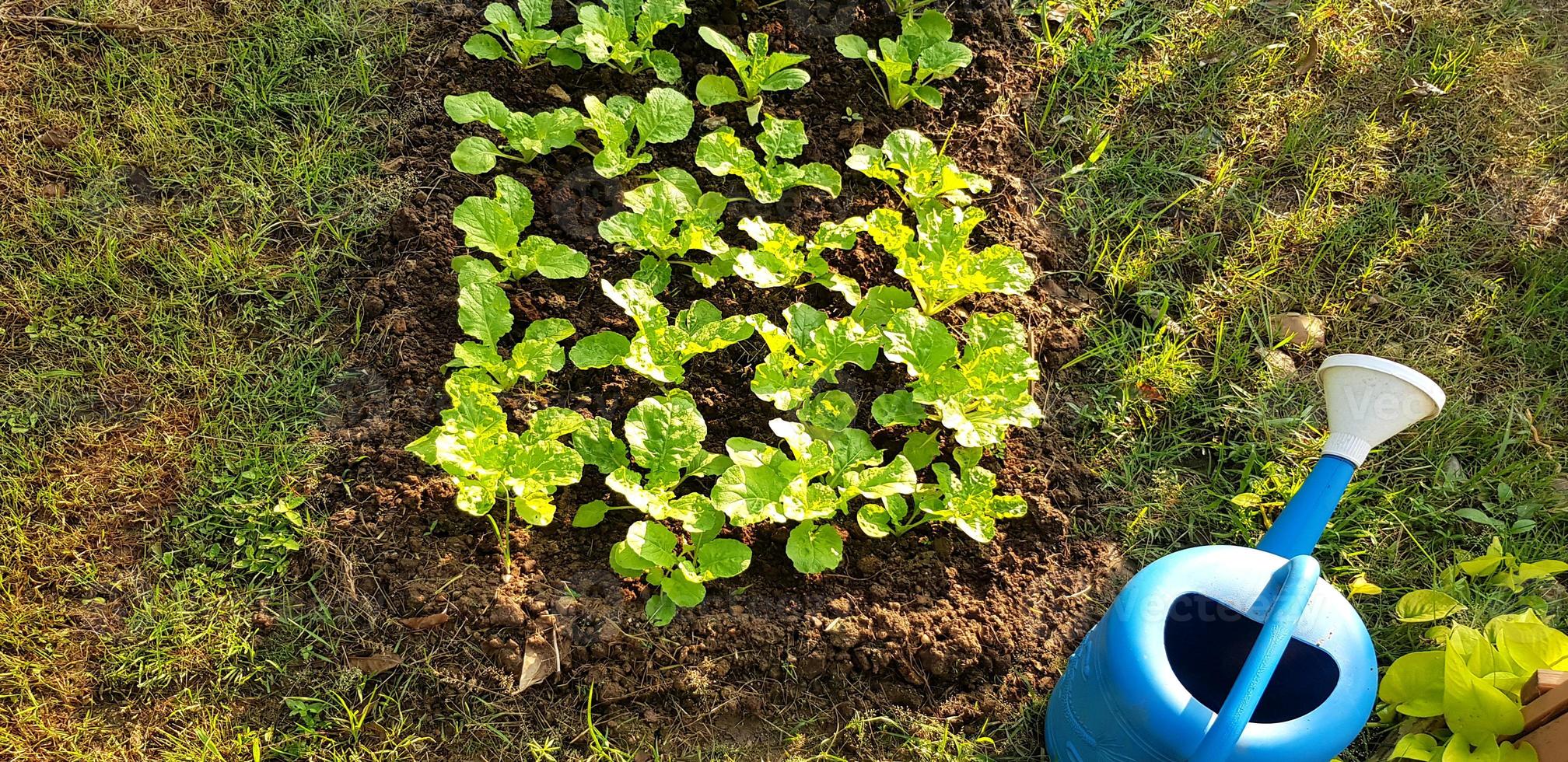 crescimento vegetal orgânico e regador azul com luz solar pela manhã. plantar árvore, agricultura, colheita e beleza do conceito natural foto