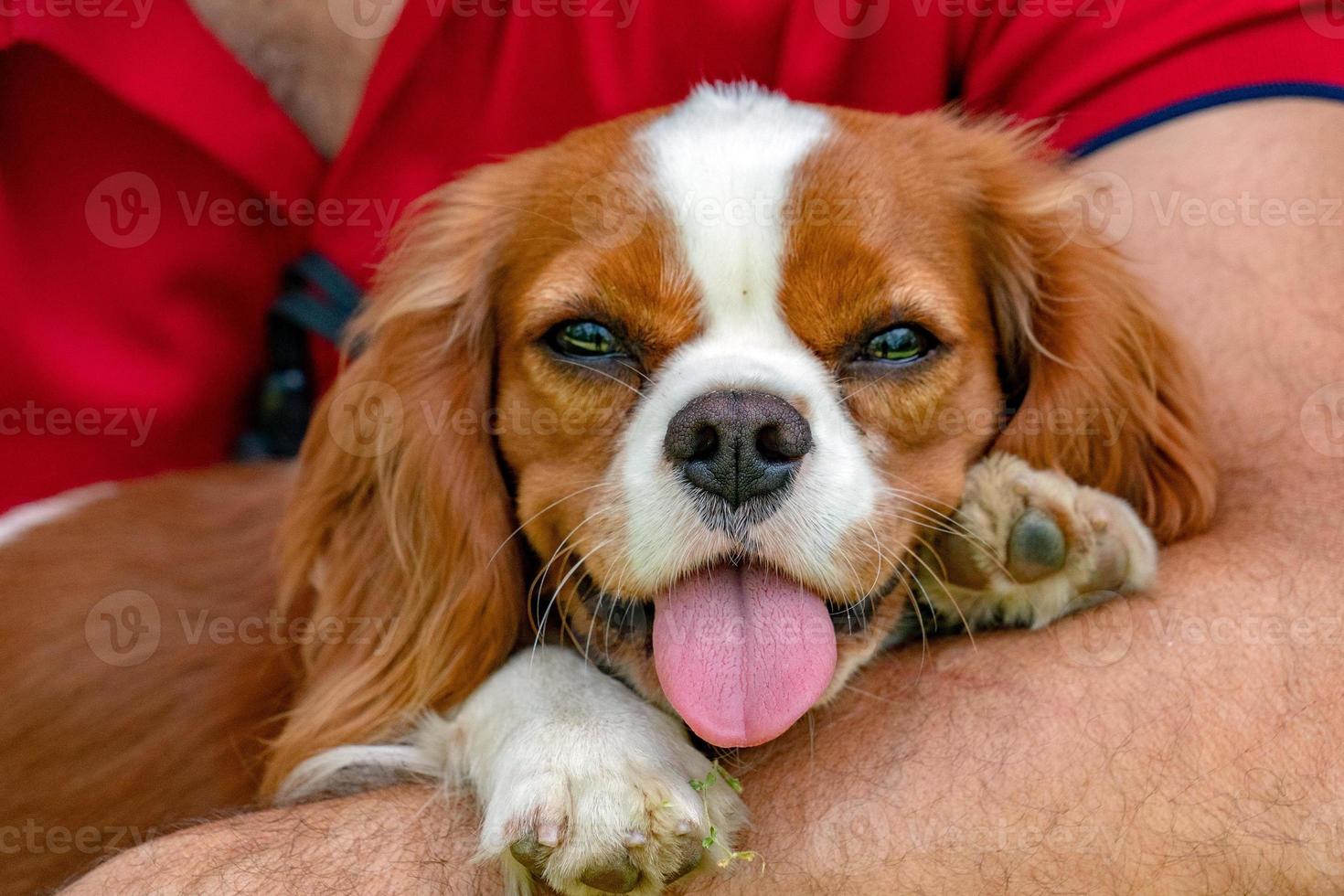 retrato de bebê recém-nascido chevalier king cachorrinho foto