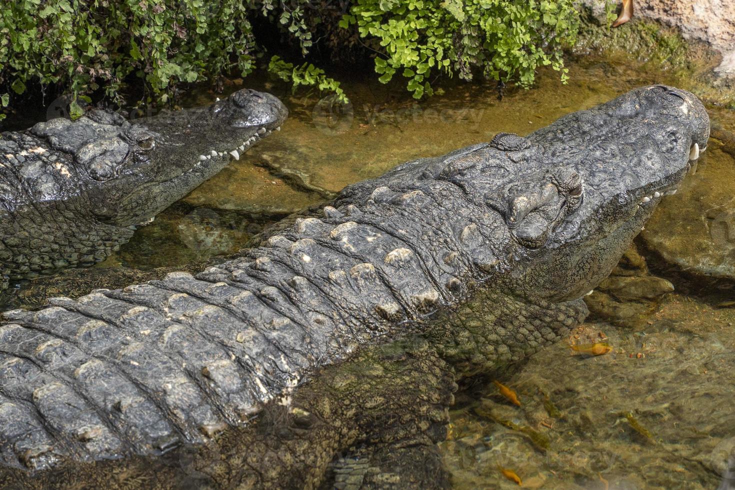 crocodilo na água perto da costa foto