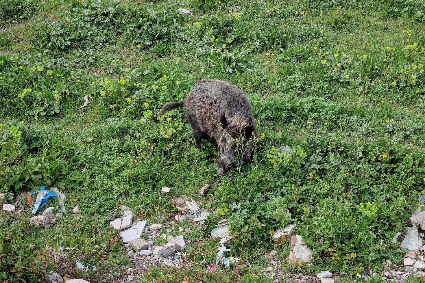 peste suína javali na cidade de Gênova, rio bisagno, vida selvagem urbana, procurando comida no lixo e descansando foto