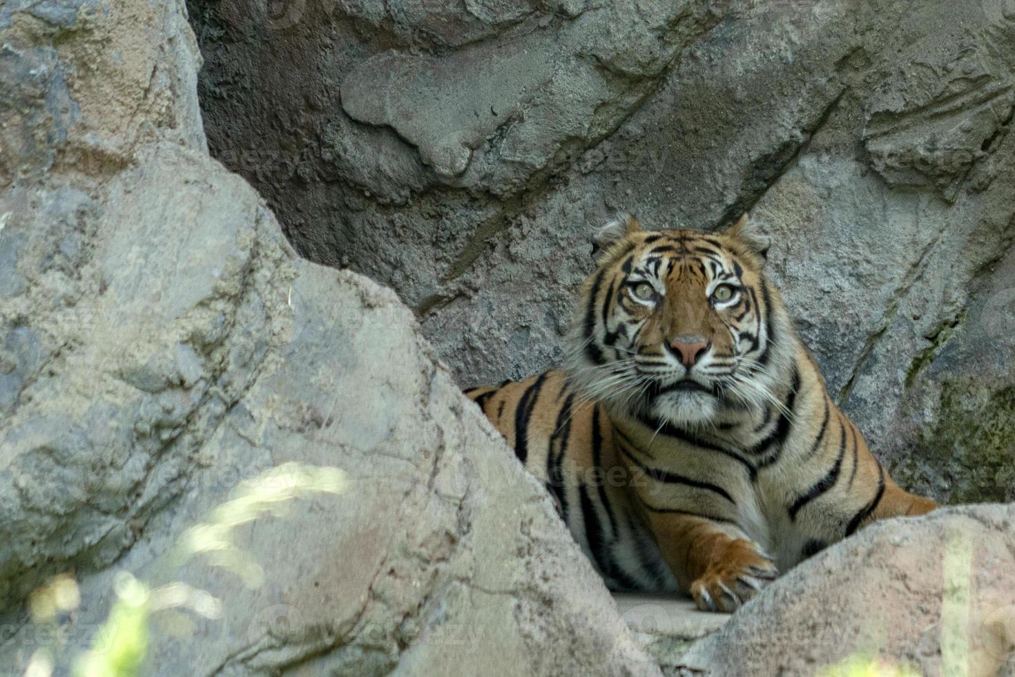 retrato de tigre de sumatra de perto enquanto olha para você foto