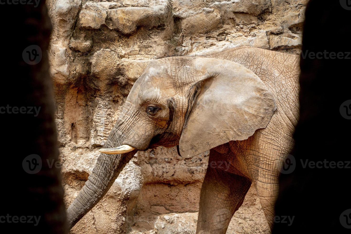 retrato de elefante de um lugar escondido enquanto se escondia dentro de uma caverna foto