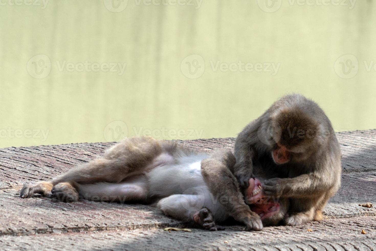 retrato de macaco macaco japonês durante a preparação foto