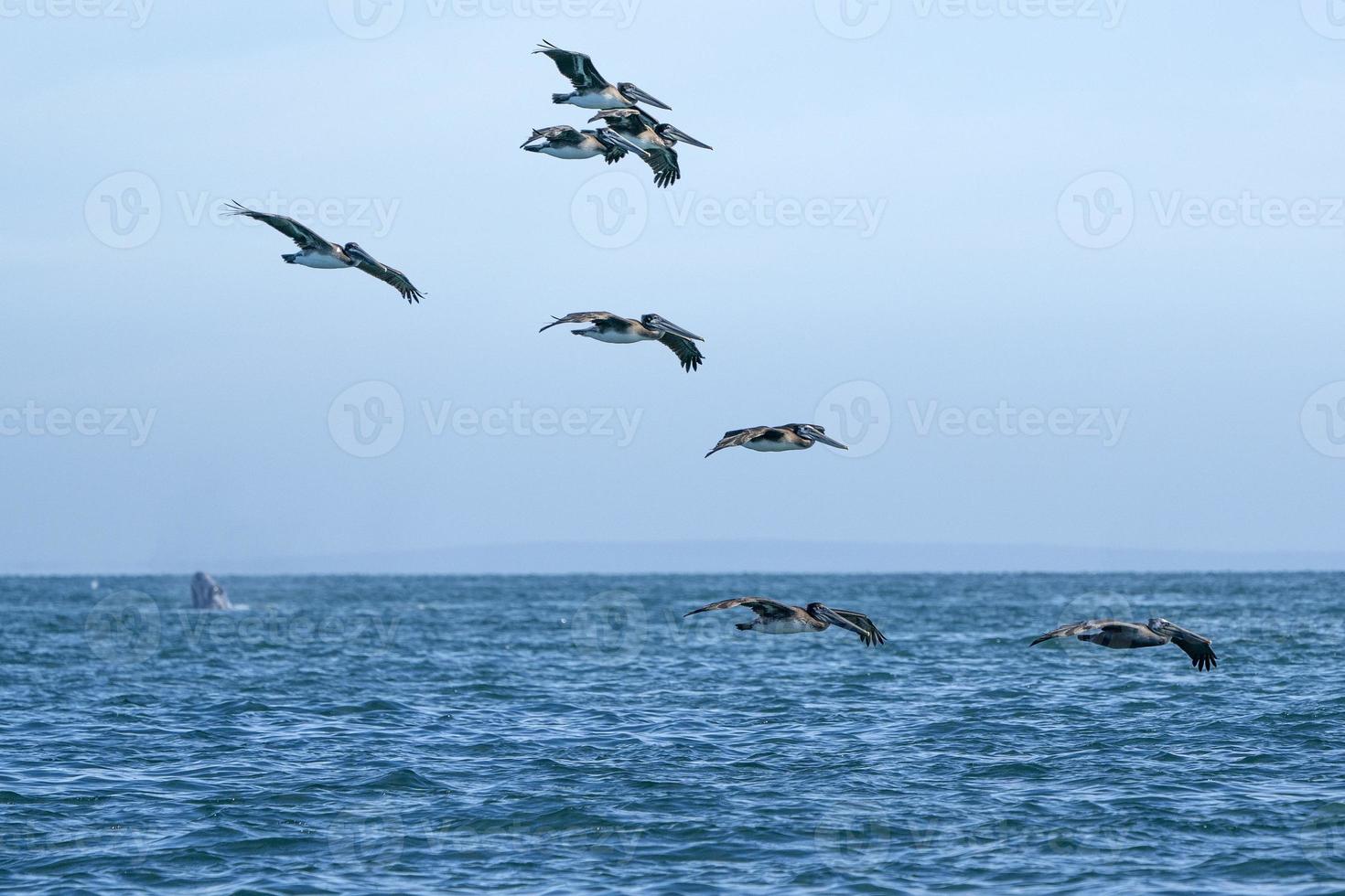 pelicanos voando sobre baleias cinzentas enquanto pulavam espiando fora do mar foto