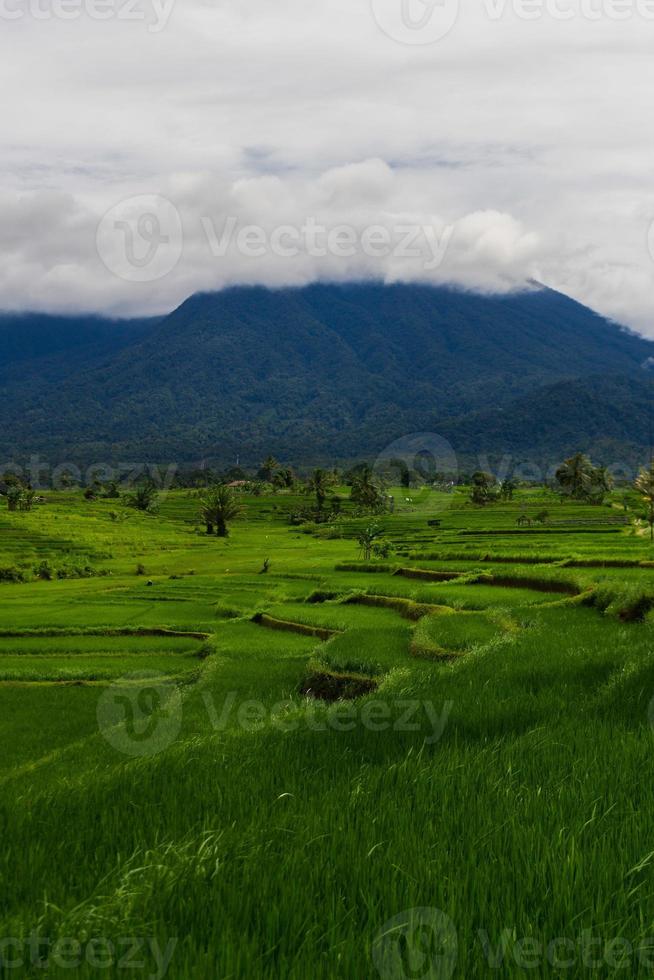 bela vista matinal da vista panorâmica dos campos de arroz indonésios com montanha foto