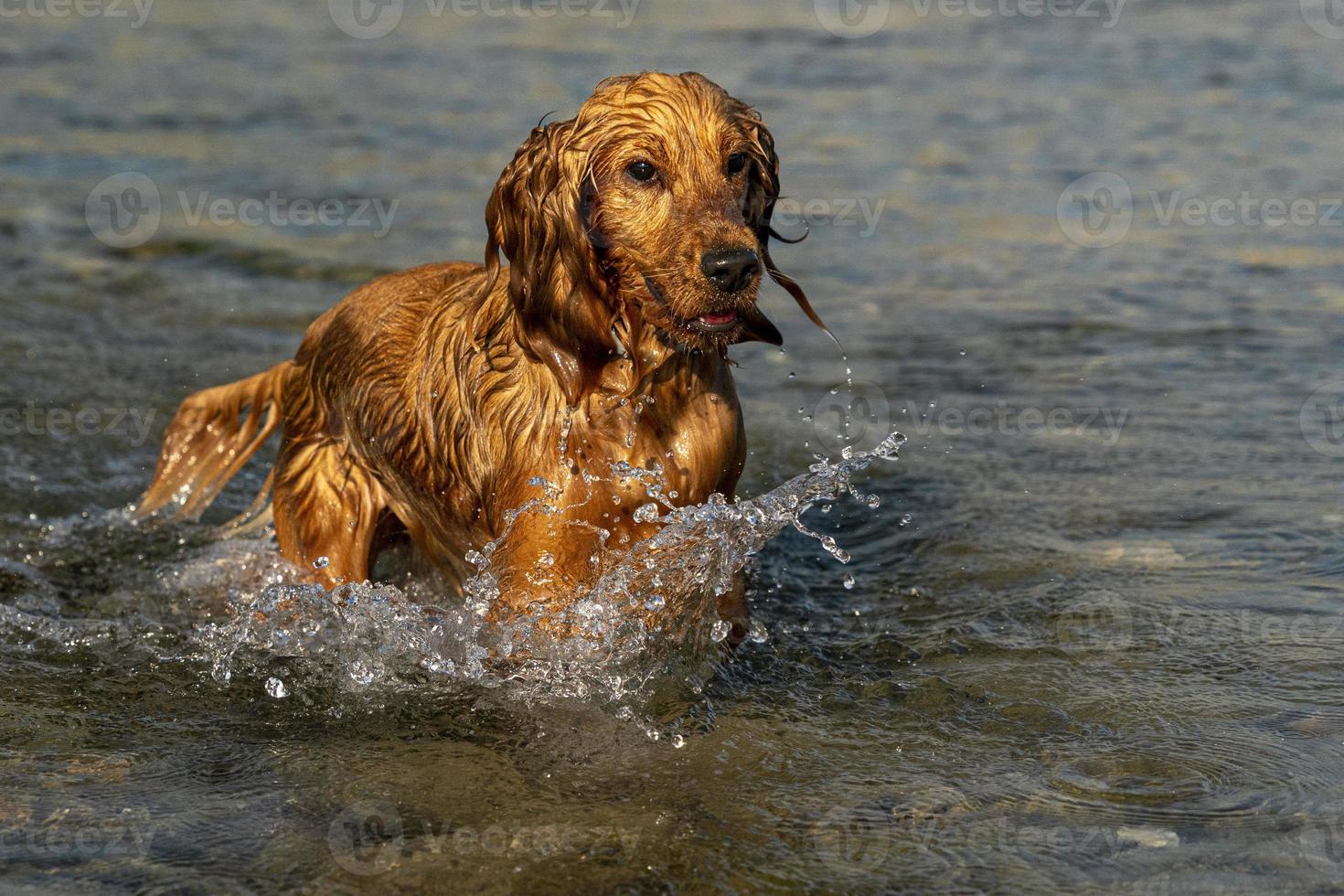 cachorrinho feliz cocker spaniel no rio foto