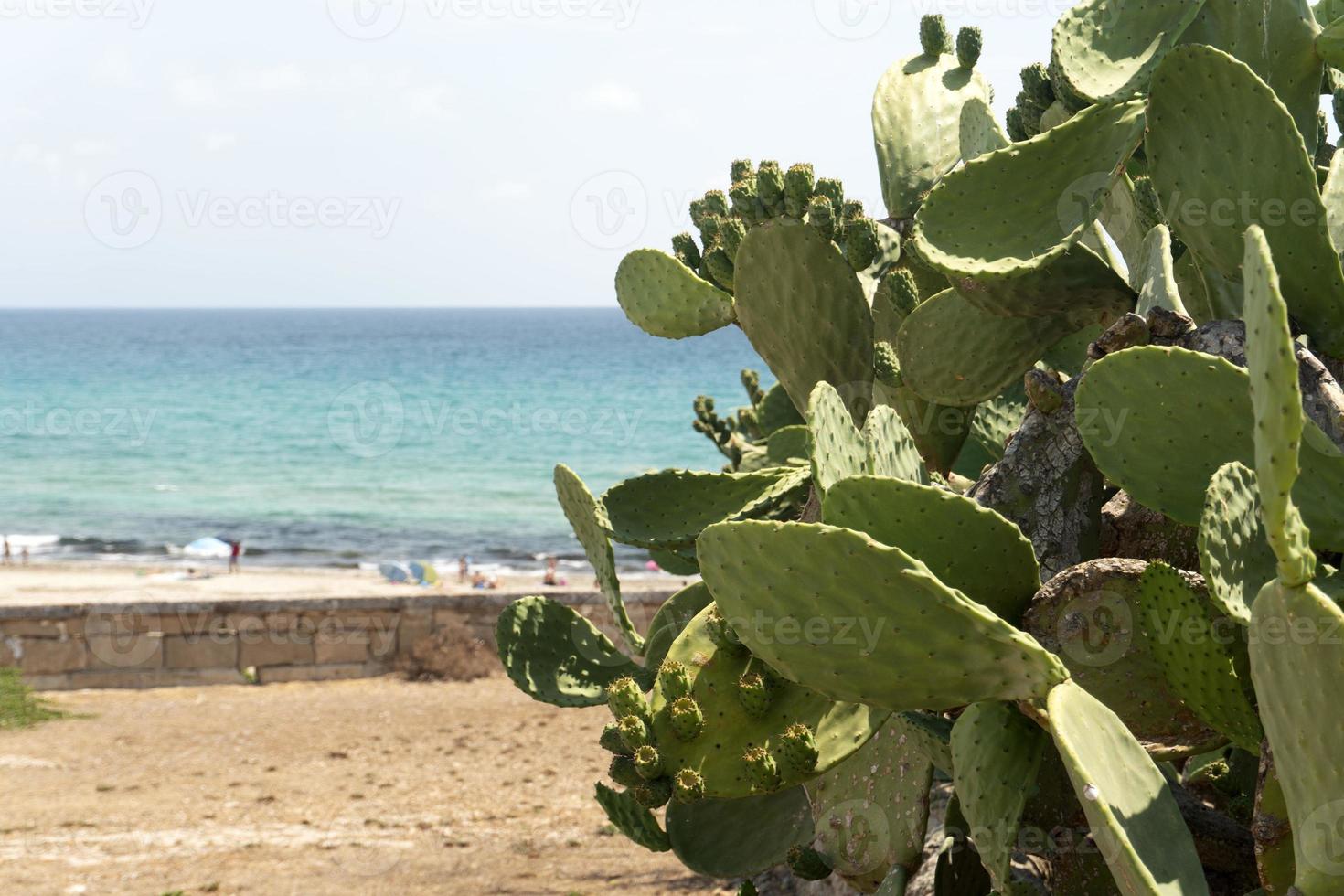 pera espinhosa sicília mar mediterrâneo cacto foto