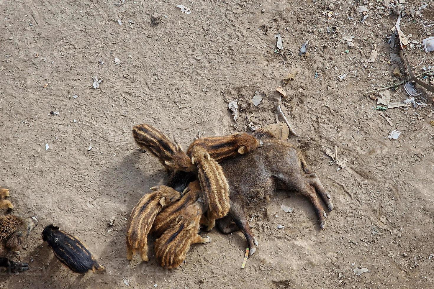 peste suína javali na cidade de Gênova, rio bisagno, vida selvagem urbana, procurando comida no lixo e descansando foto