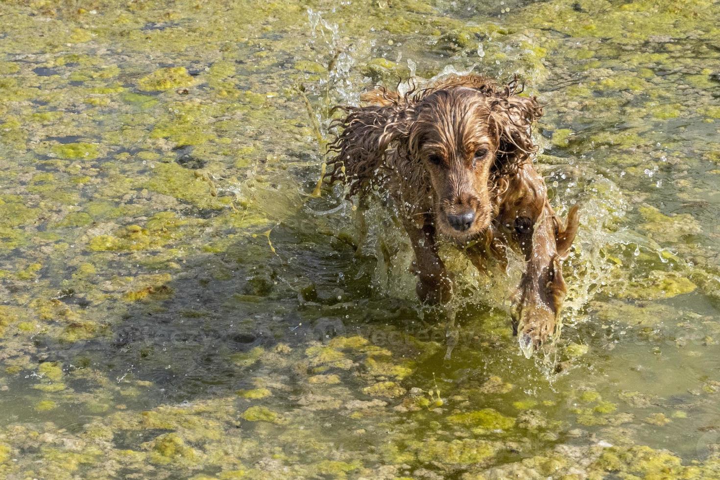 cachorrinho cão jovem inglês cocker spaniel enquanto no pântano de água foto