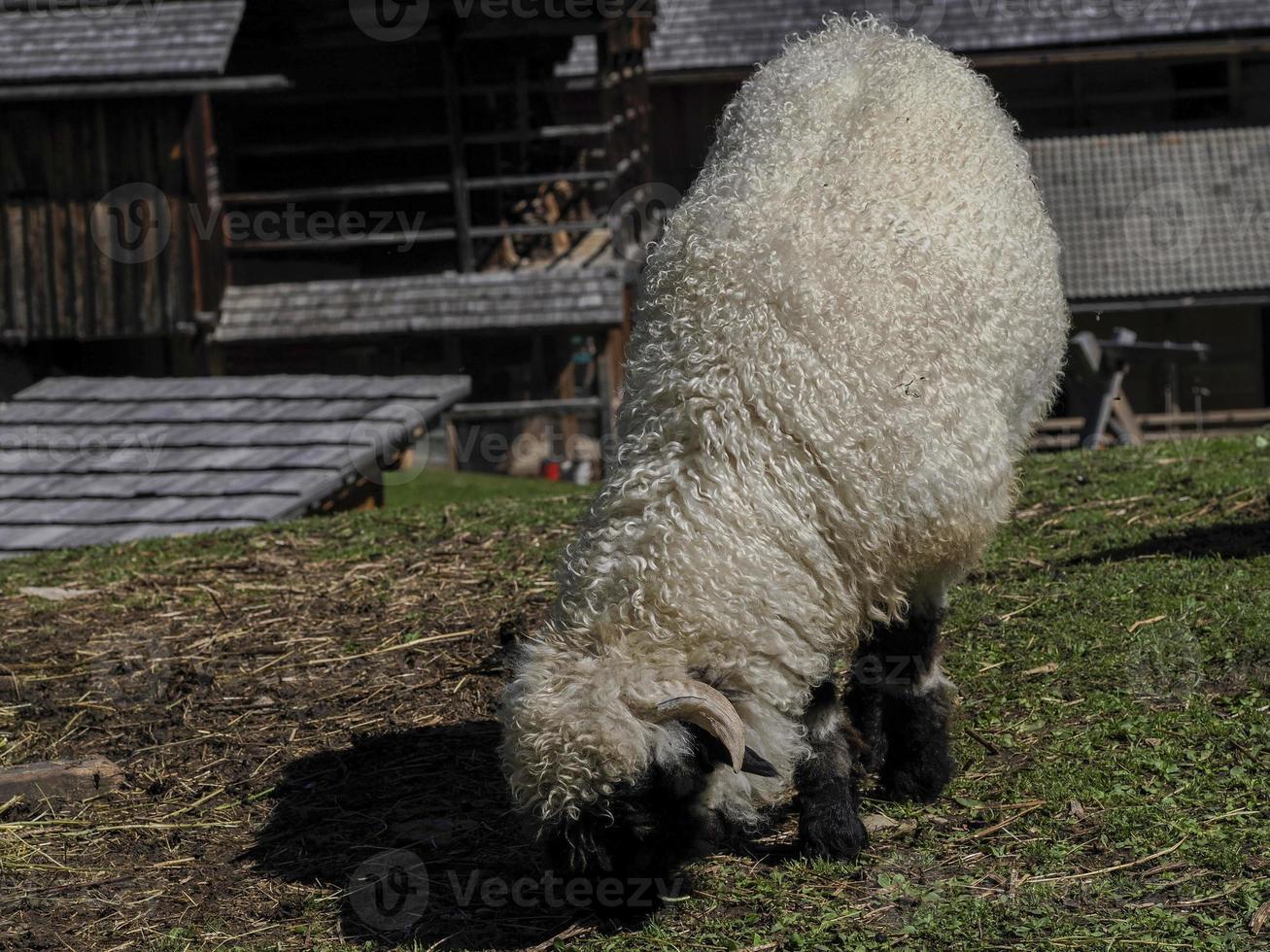 belo bighorn nas montanhas foto