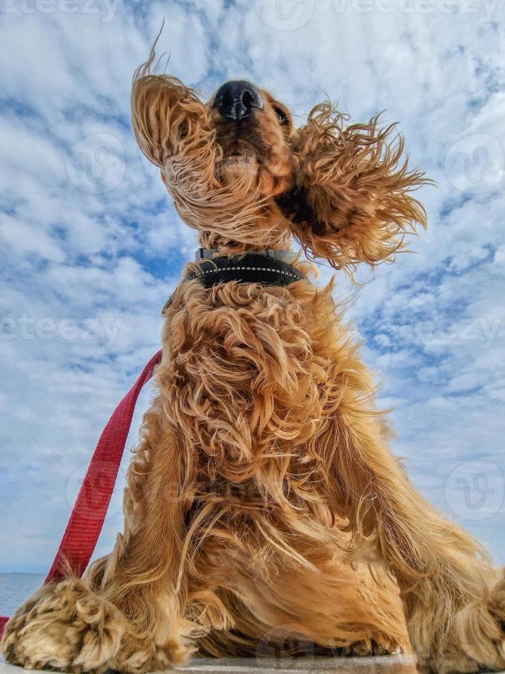 orelhas de cachorro cocker spaniel no vento foto