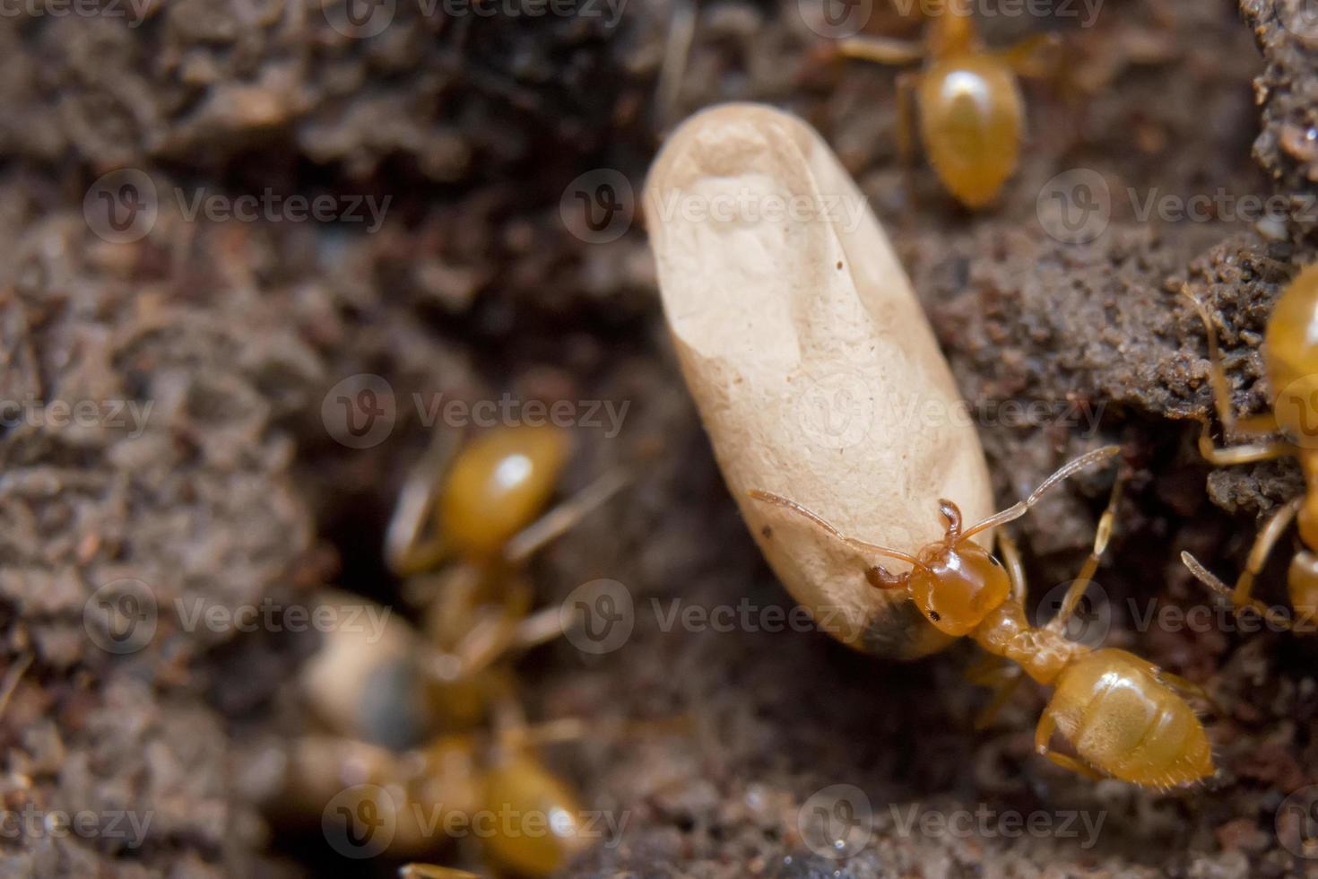 formigas amarelas dentro do formigueiro enquanto move ovos foto