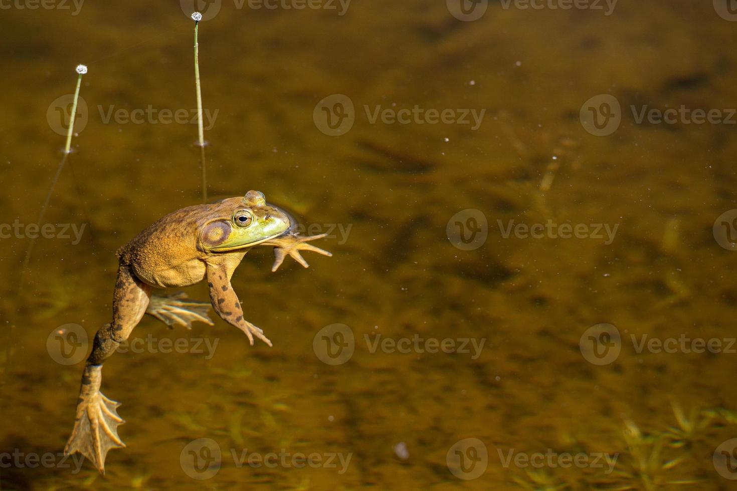 retrato de sapo enquanto olha para você foto