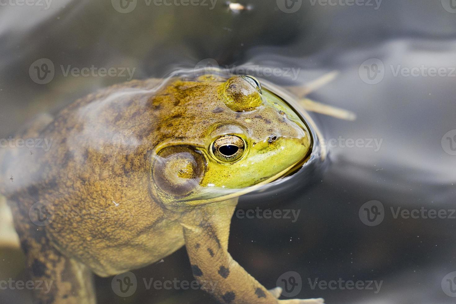 retrato de sapo enquanto olha para você foto