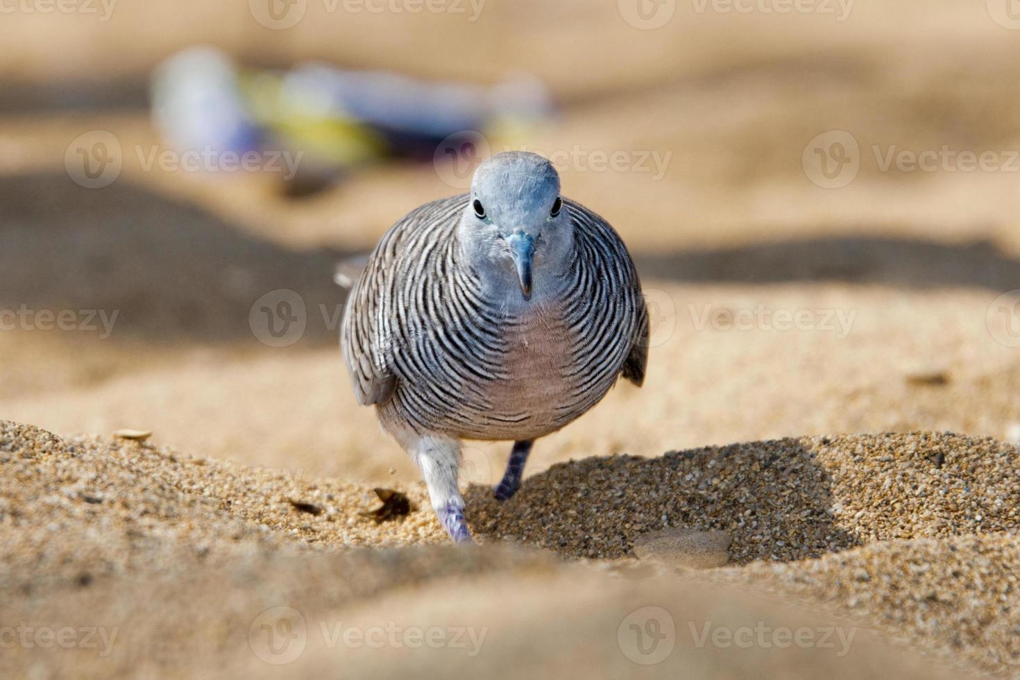 pomba manchada chinesa na praia havaiana foto