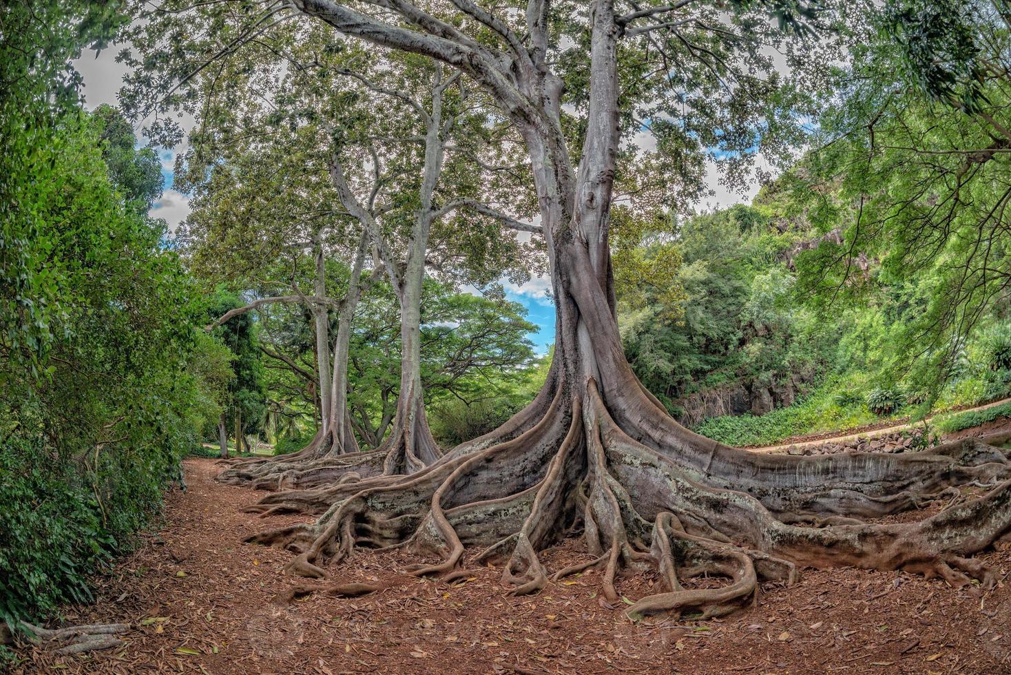 dentro da floresta tropical no Havaí foto