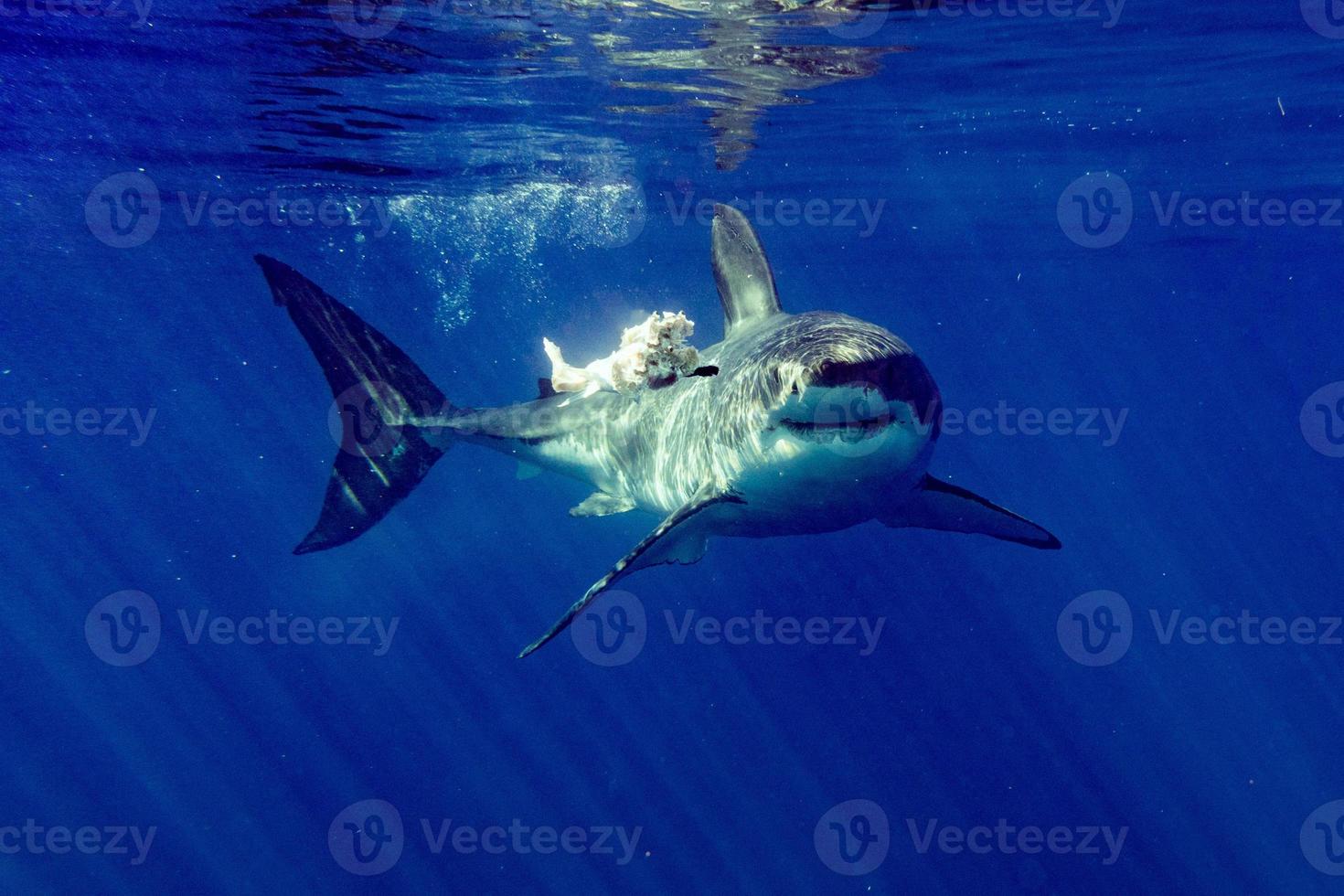 grande tubarão branco ataca sangue de atum na água foto