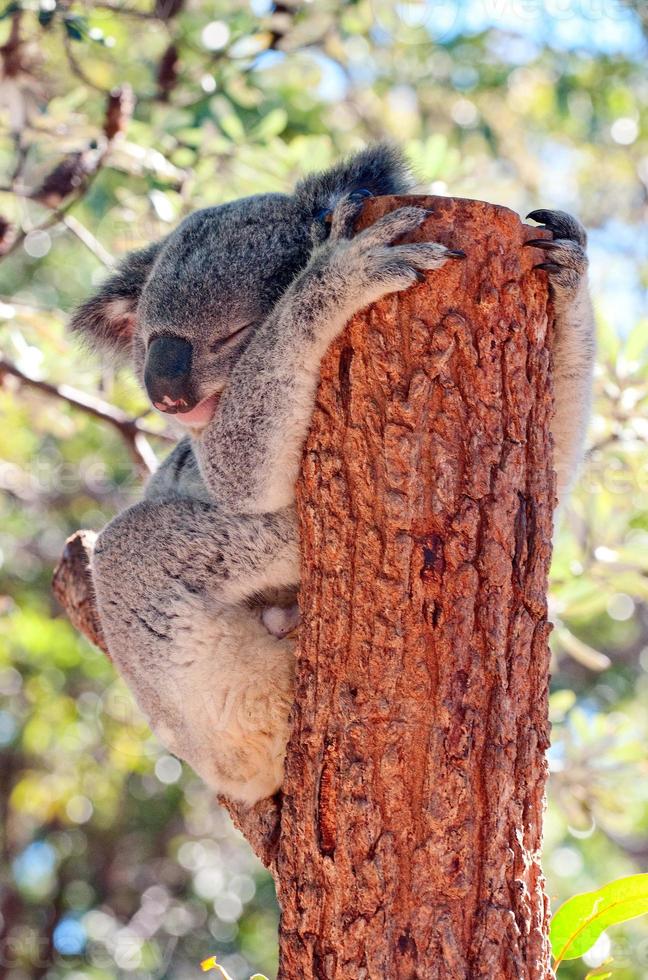 um coala relaxando em uma árvore foto