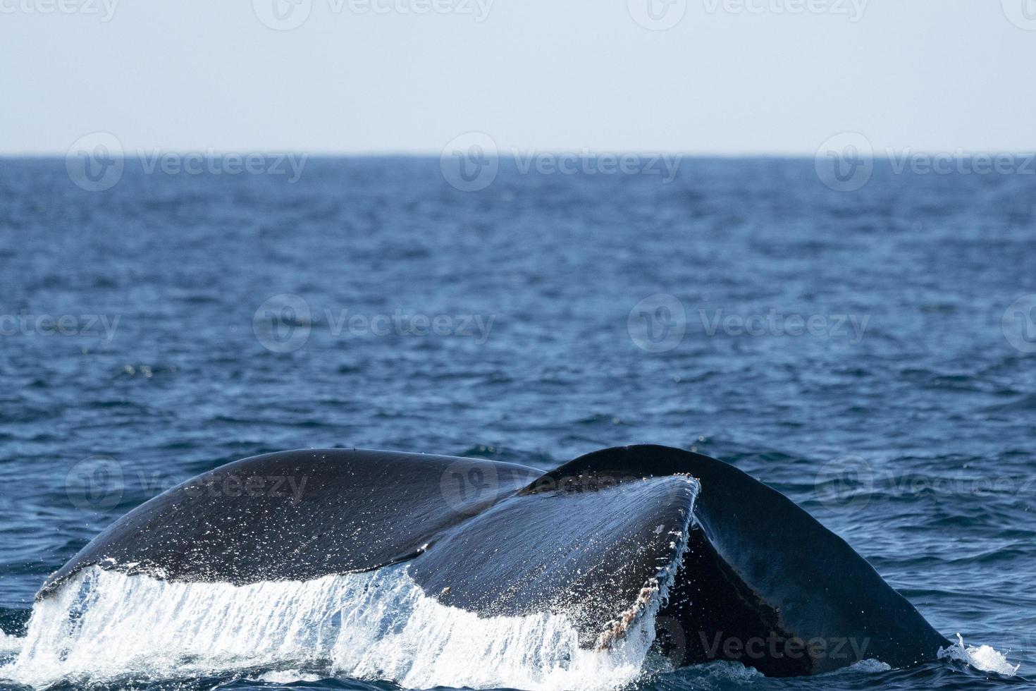 baleia jubarte no oceano pacífico foto