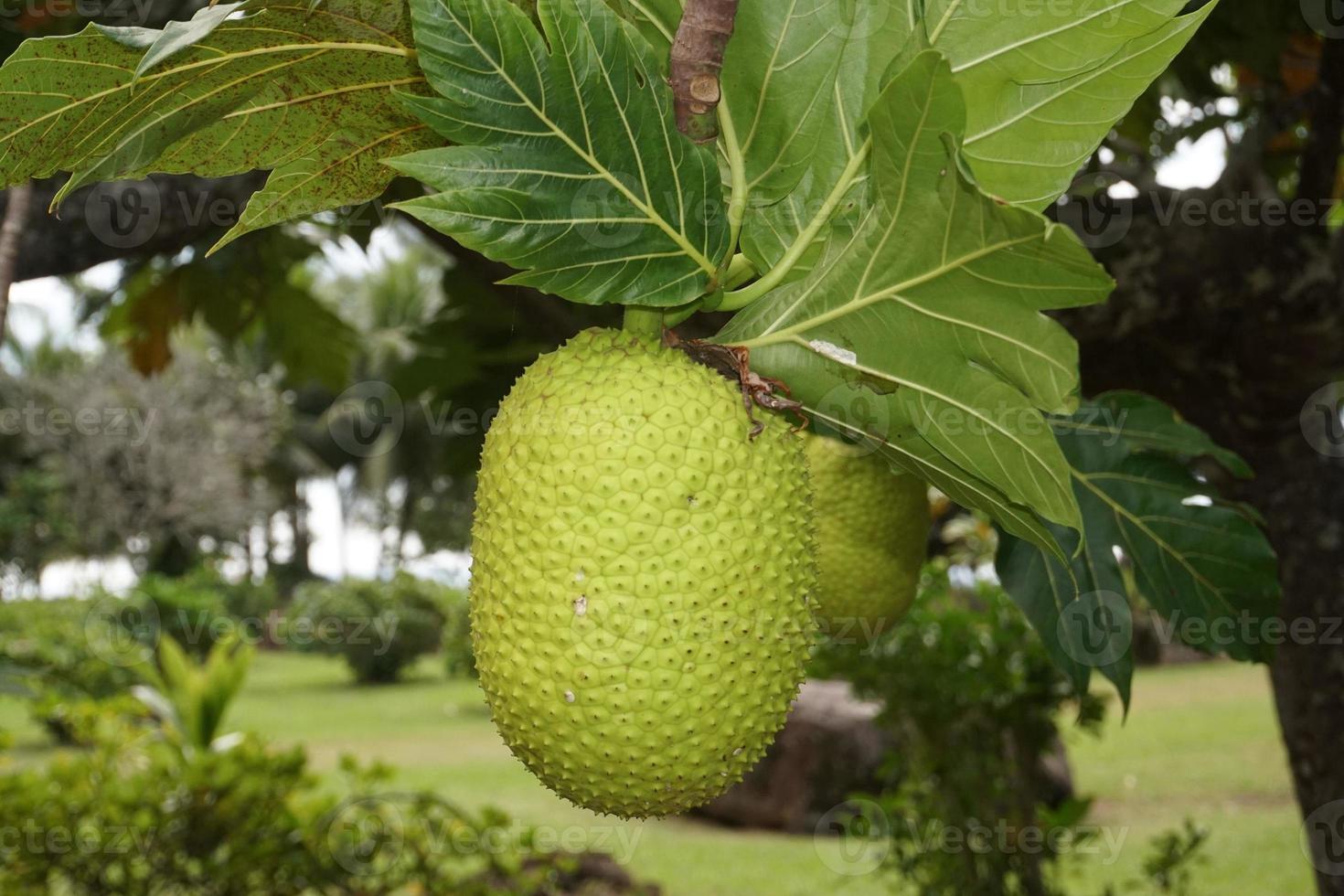 fruta da árvore do pão na polinésia foto