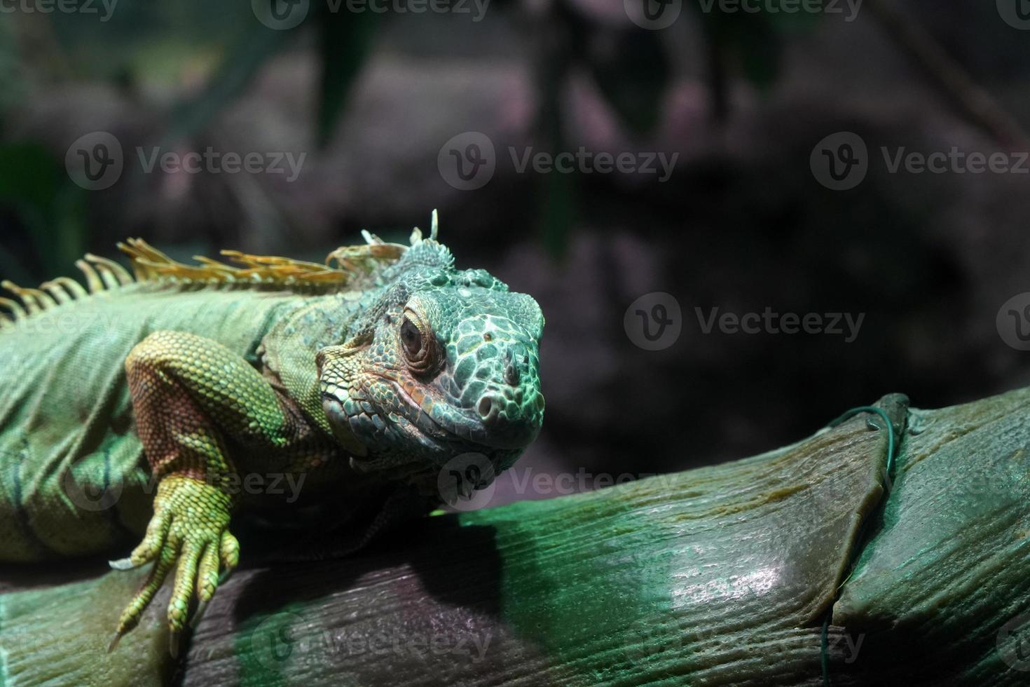 iguana verde fechar retrato em uma árvore foto