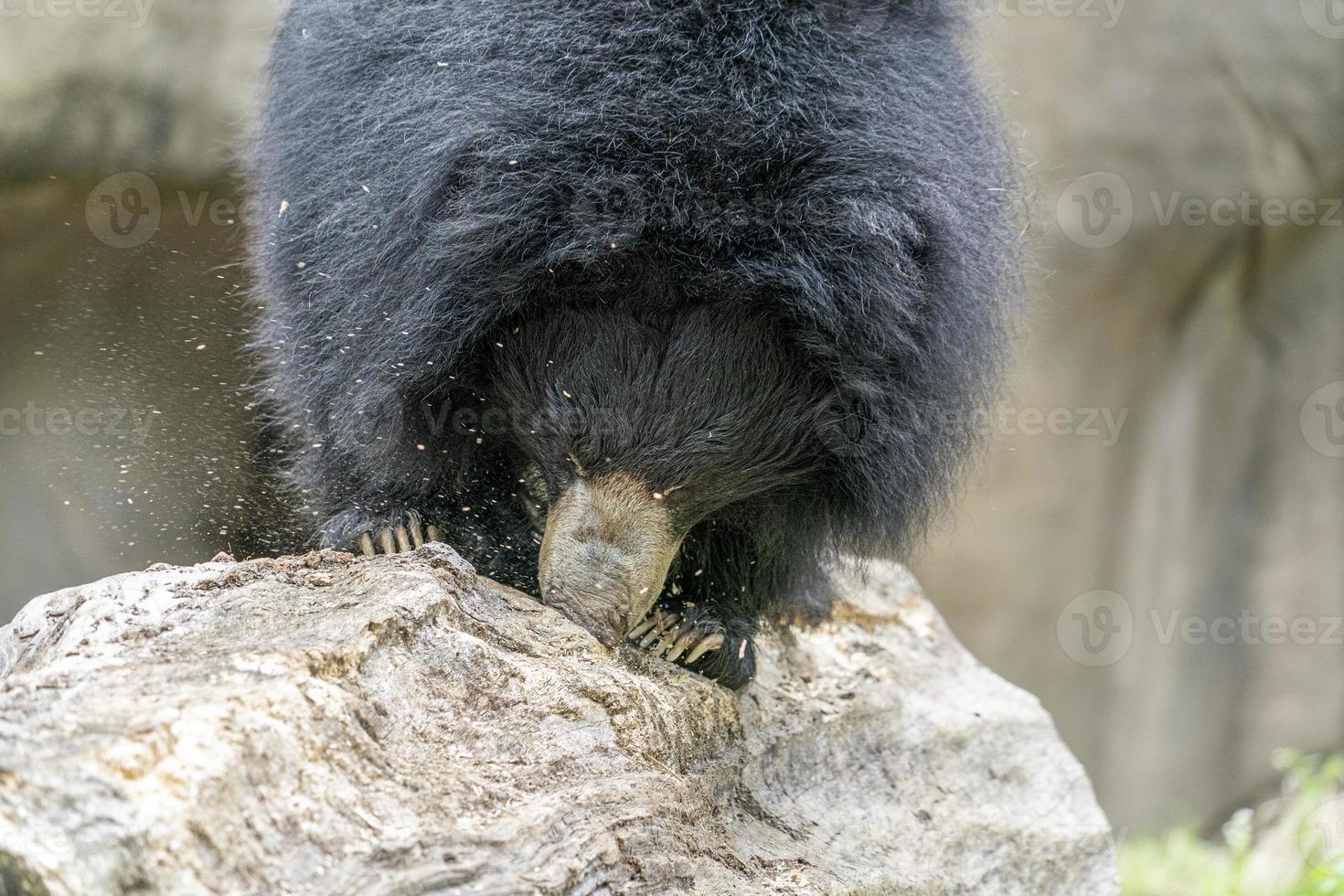 urso-preguiça cavando na árvore de madeira para o alimento foto