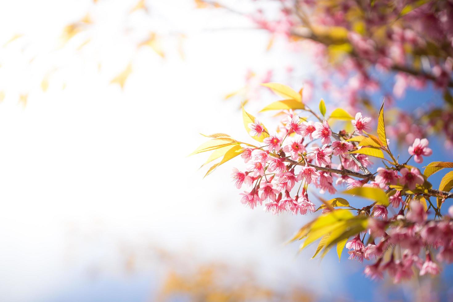 fechar flor de sakura foto