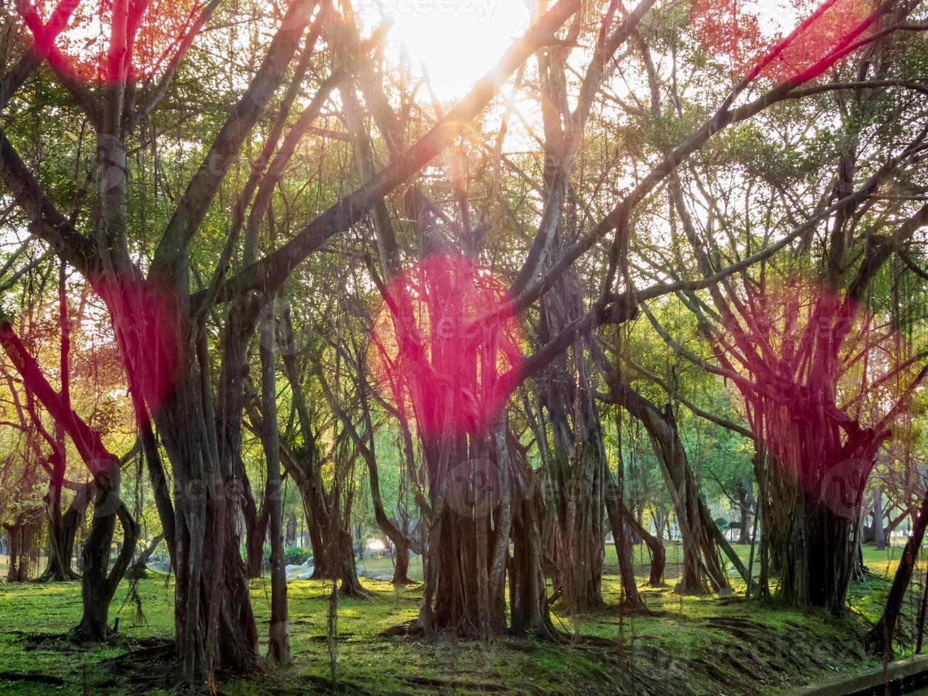 belo pôr do sol no jardim foto