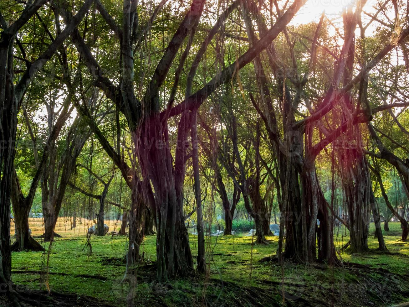 belo pôr do sol no jardim foto