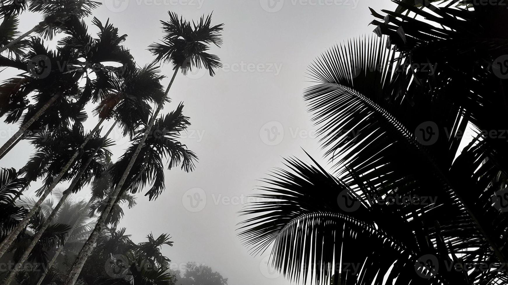 cenário nebuloso sobe de árvores altas de betel, coqueiro e céu cinza, com o conceito de plano de fundo da manhã da natureza. foto