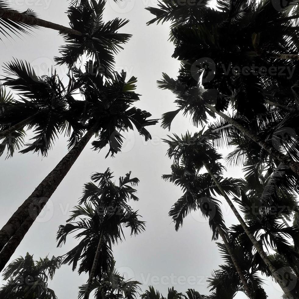 cenário nebuloso sobe de coco e betel árvores, vista superior do céu cinza. conceito isolado de fundo natural. foto