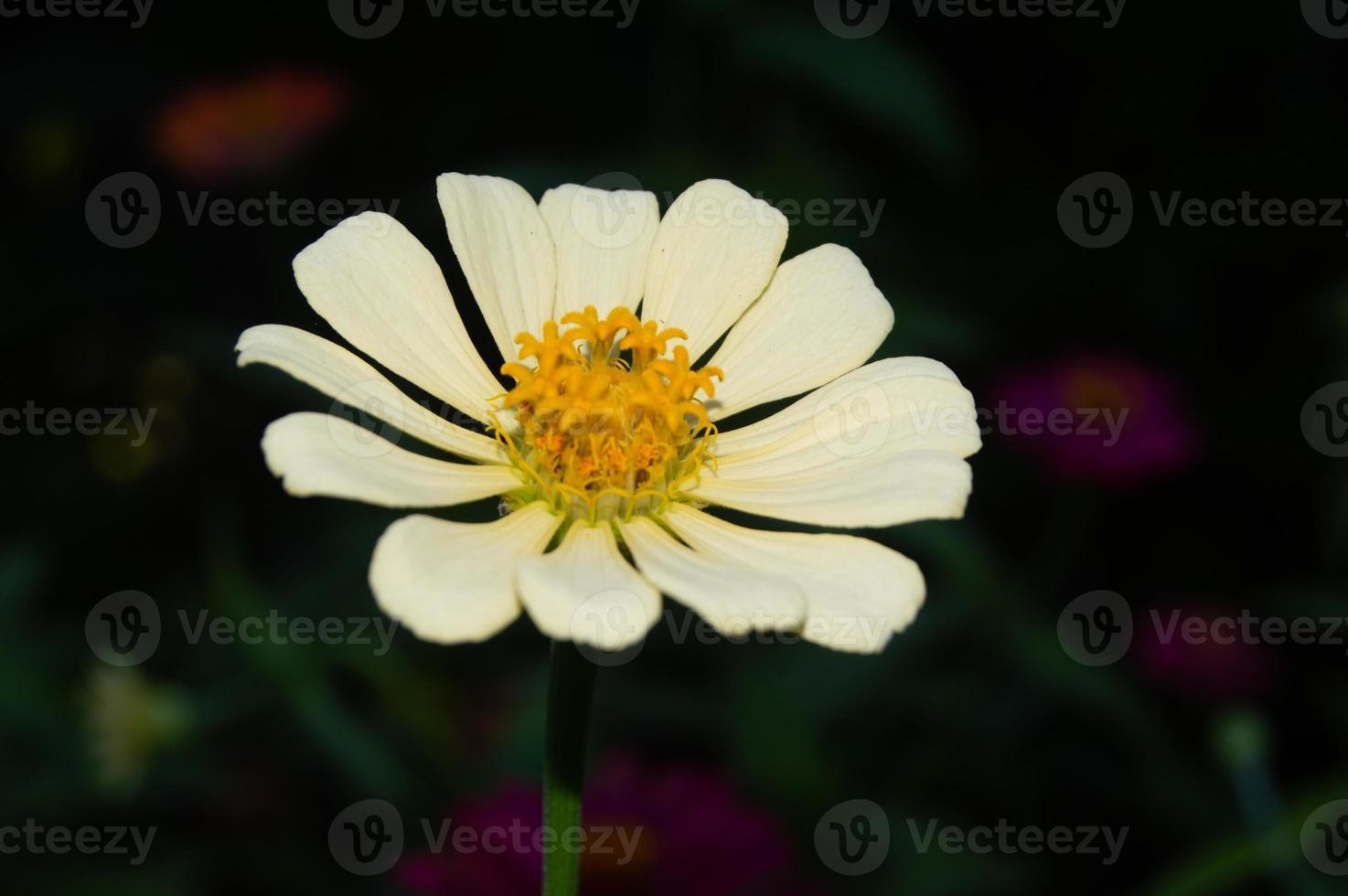 zínias florescendo no jardim. esta flor tem uma coroa de flores muito fina e dura, semelhante a uma folha de papel. zinia consiste em 20 espécies de plantas foto