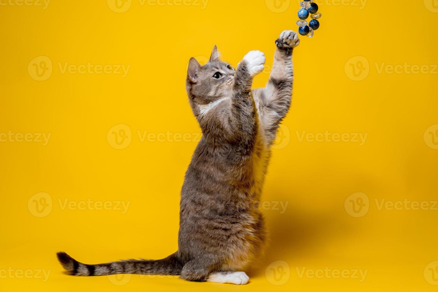 um gato engraçado fica nas patas traseiras e brinca com miçangas, sobre um fundo amarelo. animais de estimação de entretenimento. foto