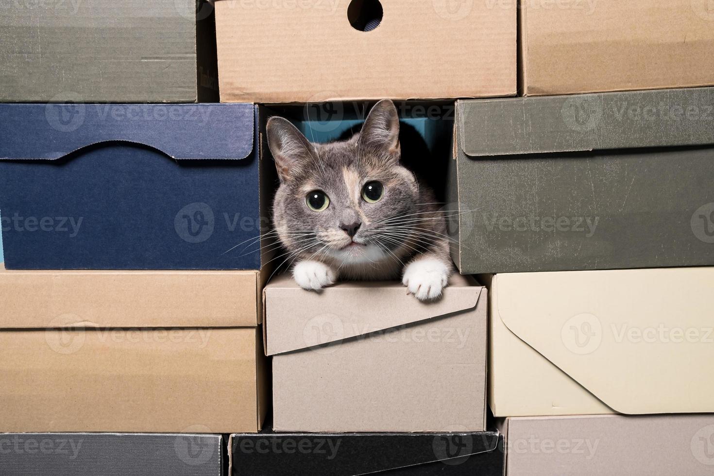 gato se esconde em caixas de sapato dobradas. conceito de entretenimento para animais de estimação ou venda de sapatos. copie o espaço. foto