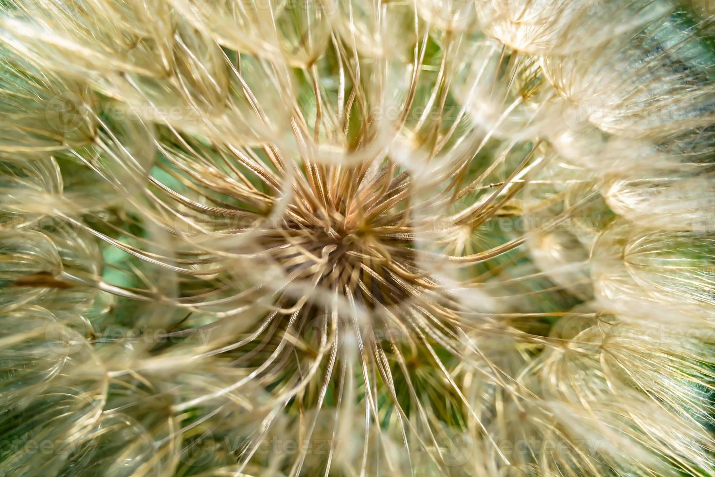 dente-de-leão de sementes de flores silvestres em prado de fundo foto