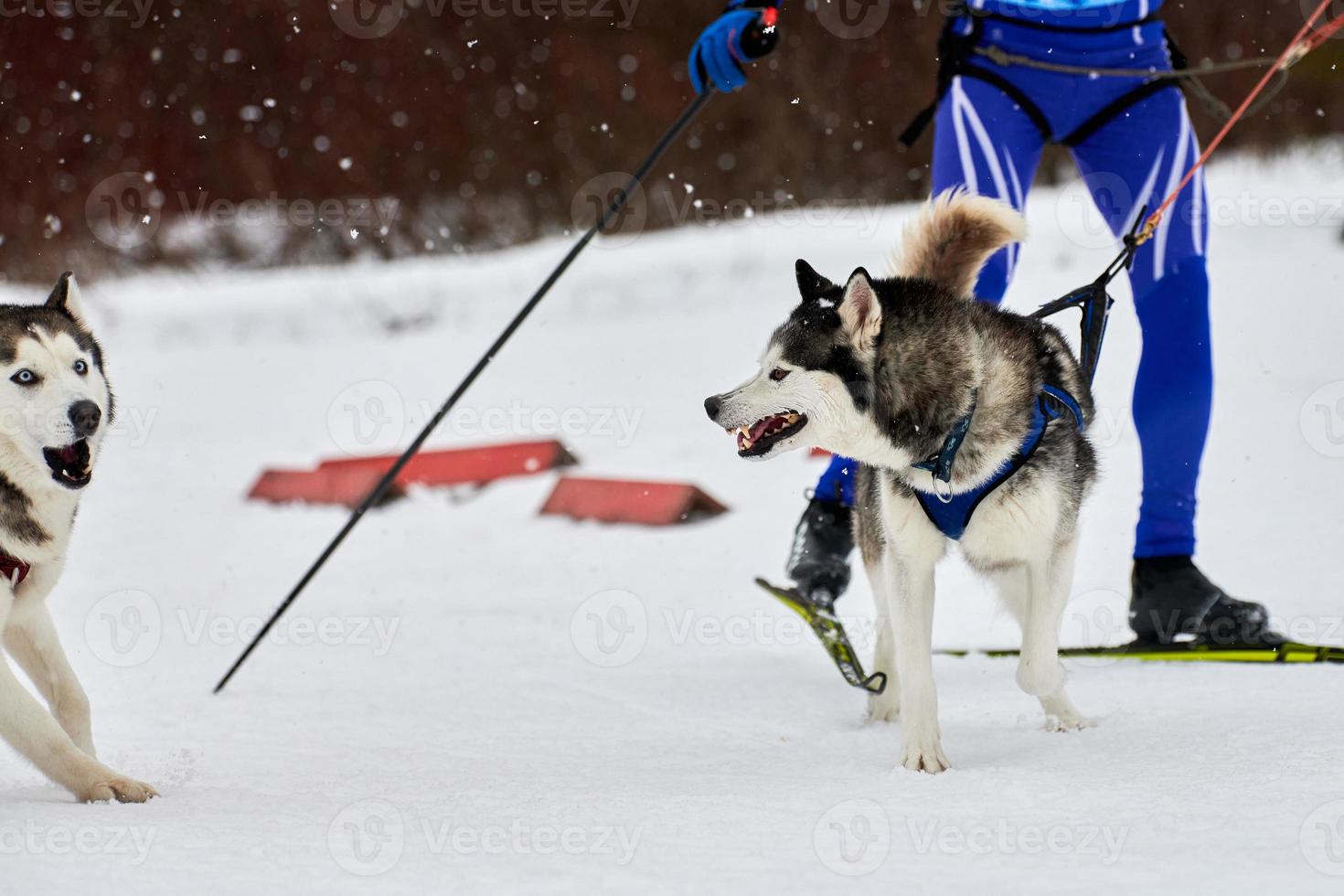 corrida de esporte de cão skijoring foto