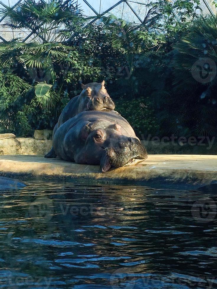 dois hipopótamos fazendo amor na beira da piscina 2 foto