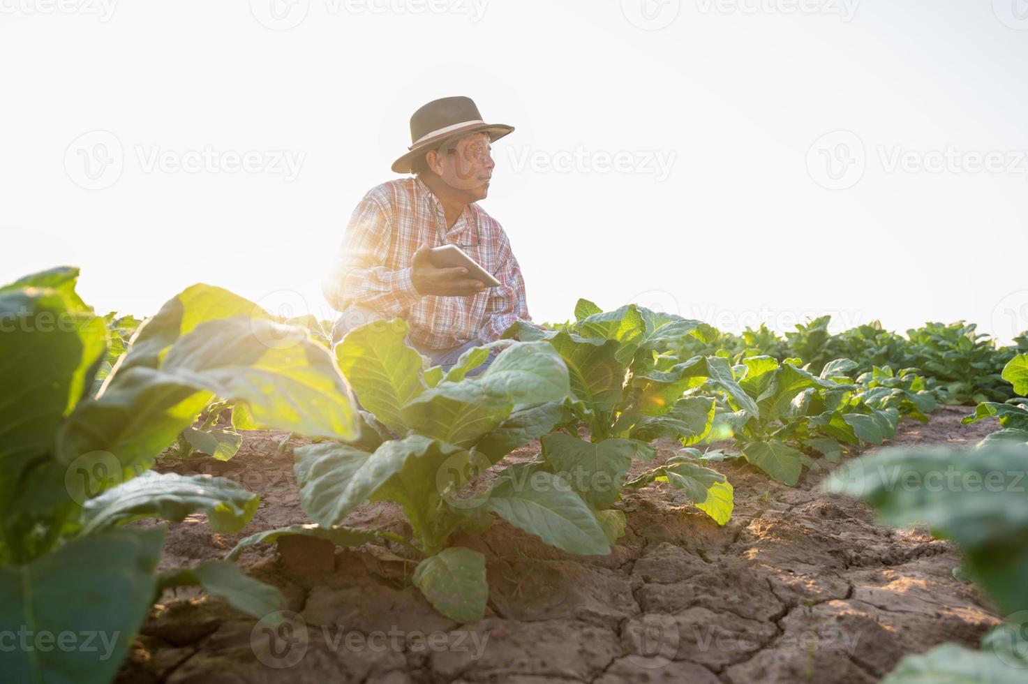 conceito de agricultor sênior homem inteligente usando smartphone na aplicação de luz do sol de plantação de tabaco de tecnologia moderna na agricultura de tabaco foto