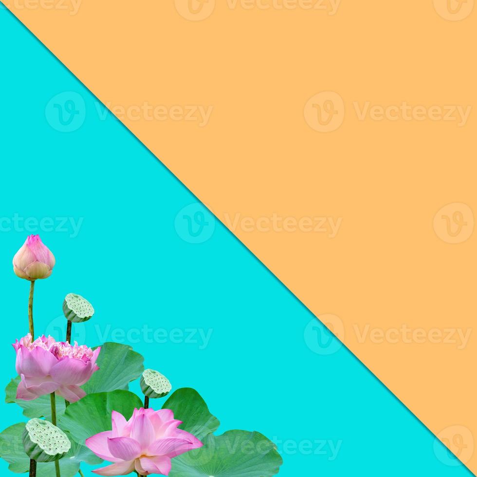 lindo padrão de nenúfar rosa violeta para o conceito de natureza, flor de lótus e folhas verdes em lagoa isolada em fundo azul laranja com espaço de cópia foto