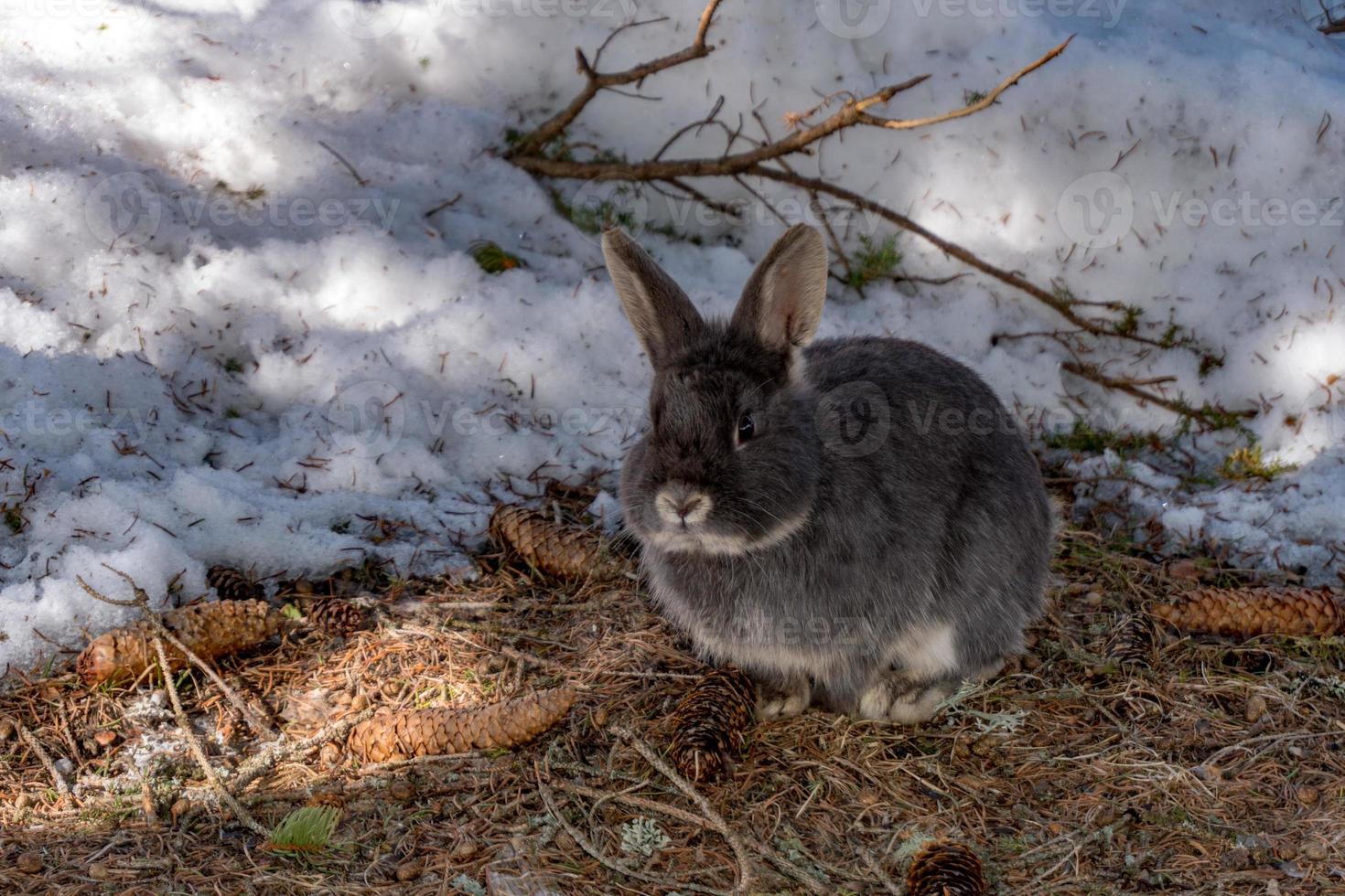 veado de camurça na neve branca no inverno foto