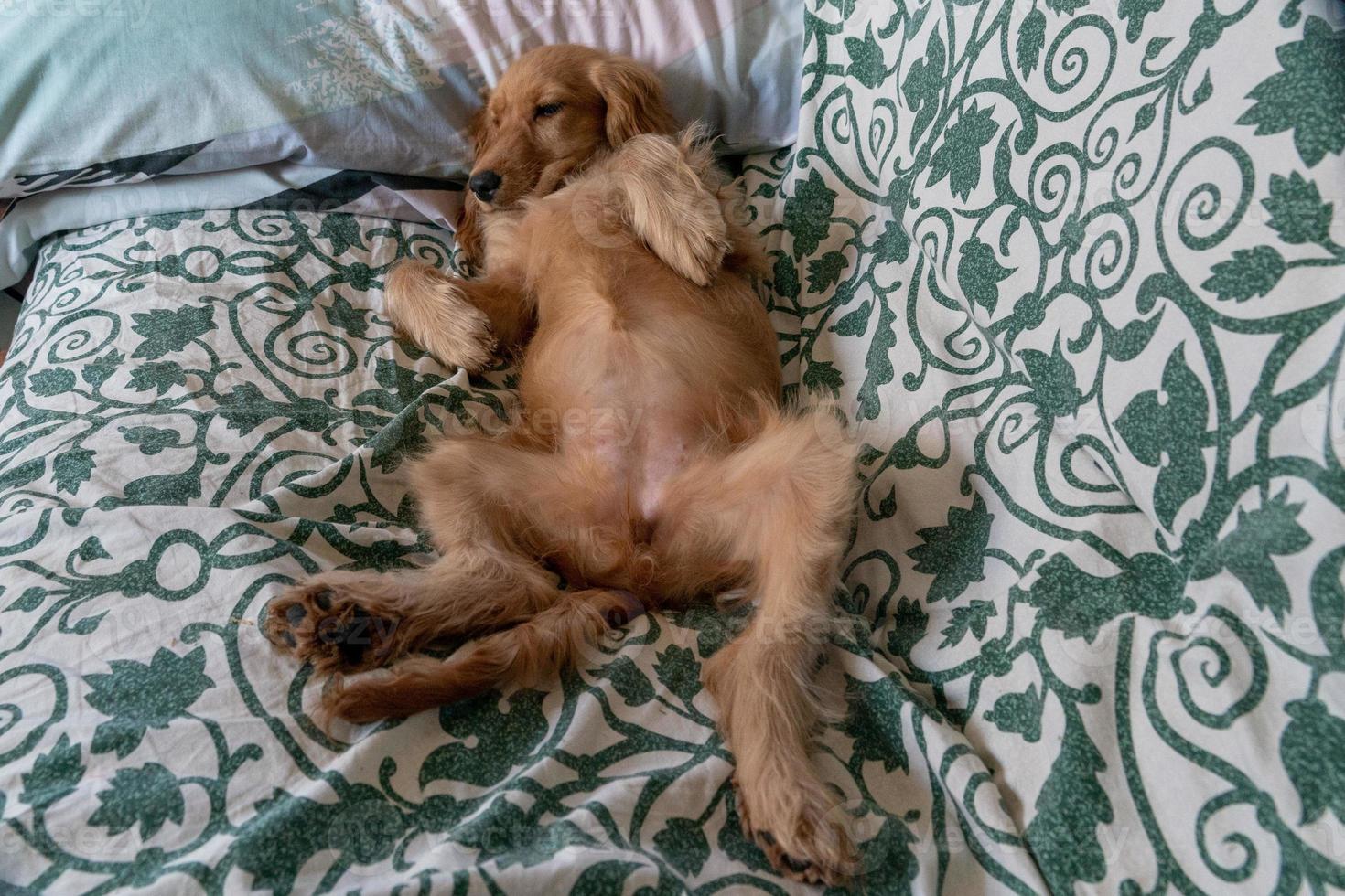 cachorrinho cocker spaniel relaxando e dormindo em um sofá foto