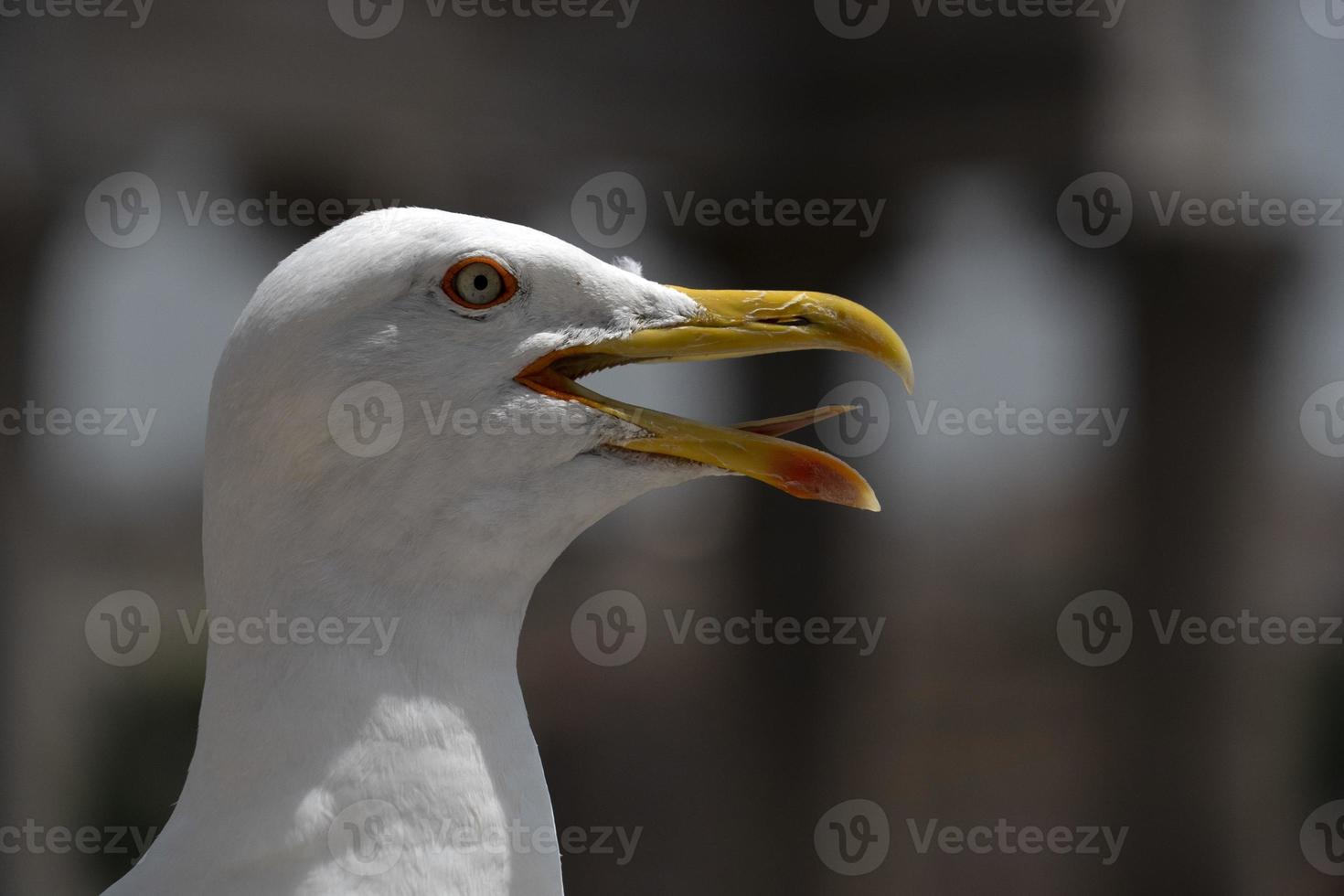 gaivota em ruínas de roma foto