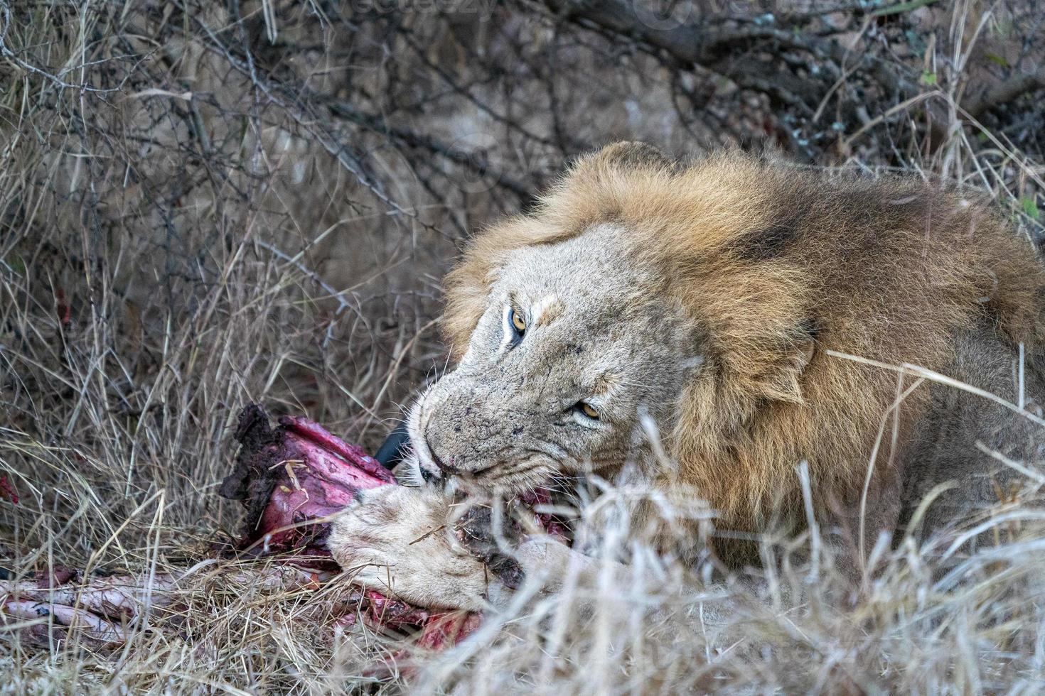 leão macho no parque kruger na áfrica do sul comendo um gnu foto