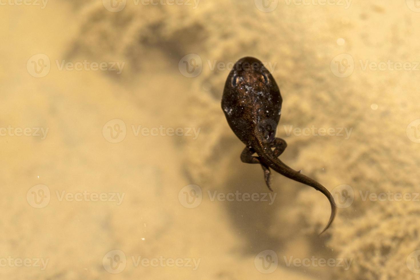 girino de sapo em um pântano foto