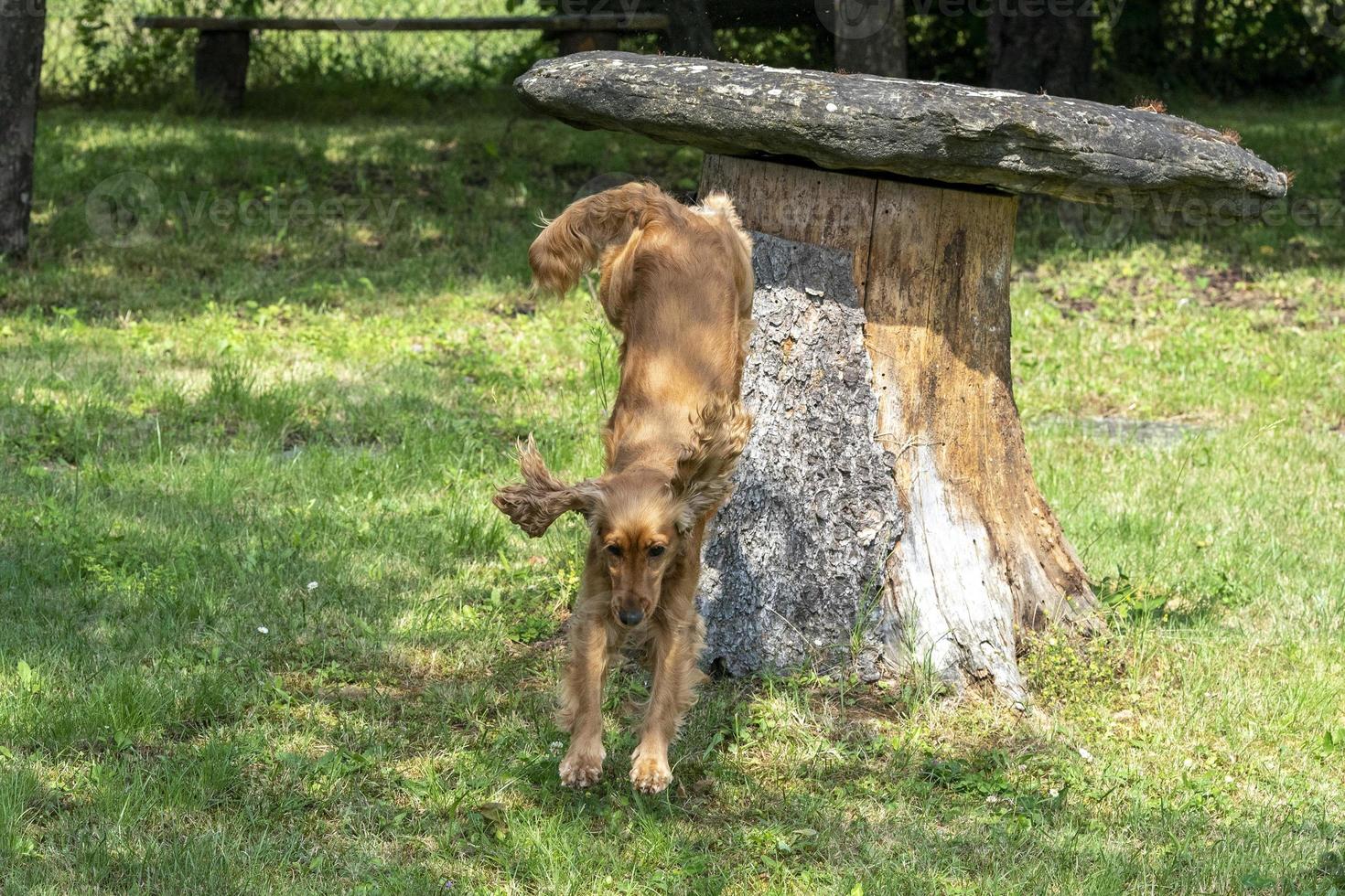 cachorrinho feliz cocker spaniel na grama verde foto