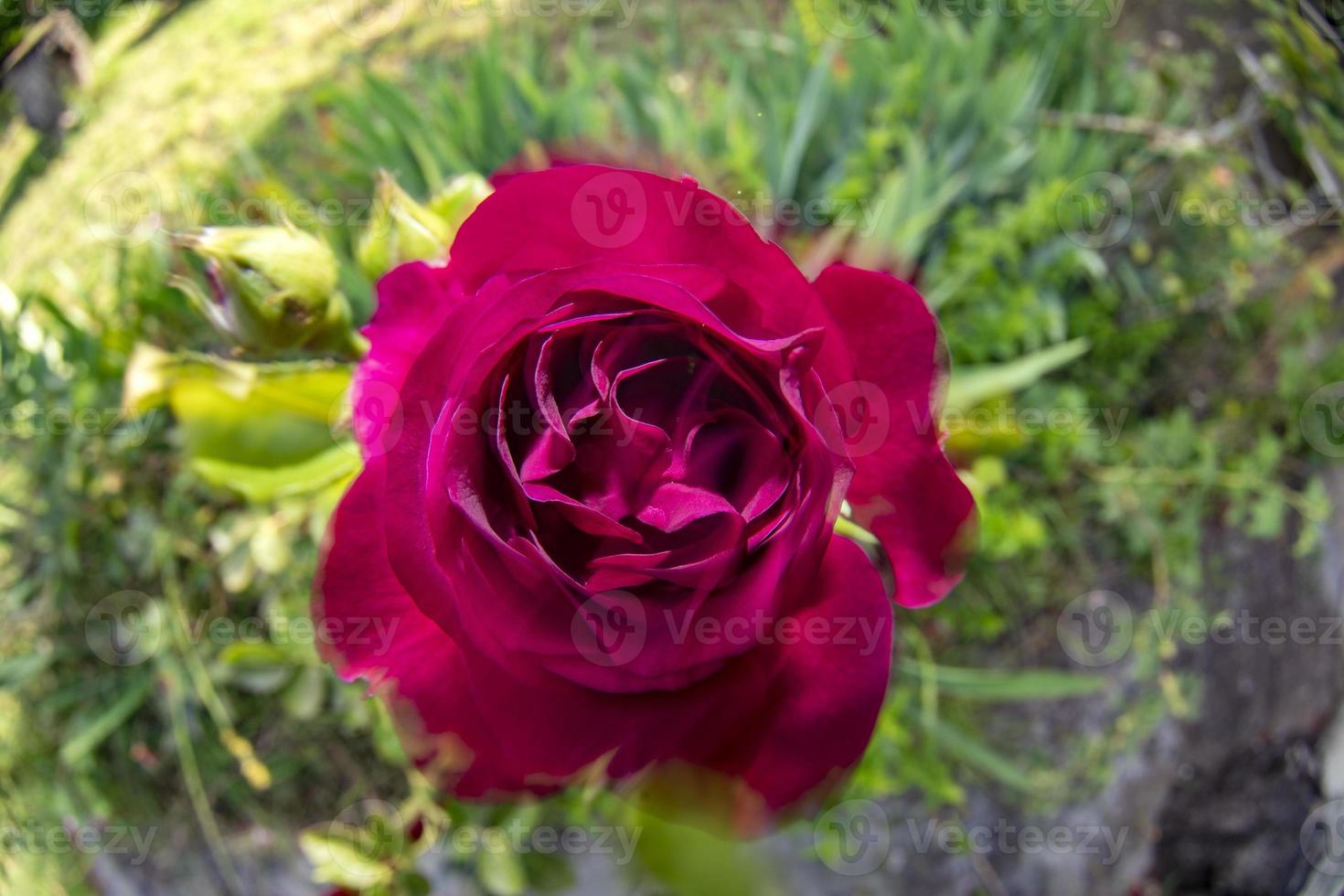 flor rosa vermelha movendo-se ao vento foto