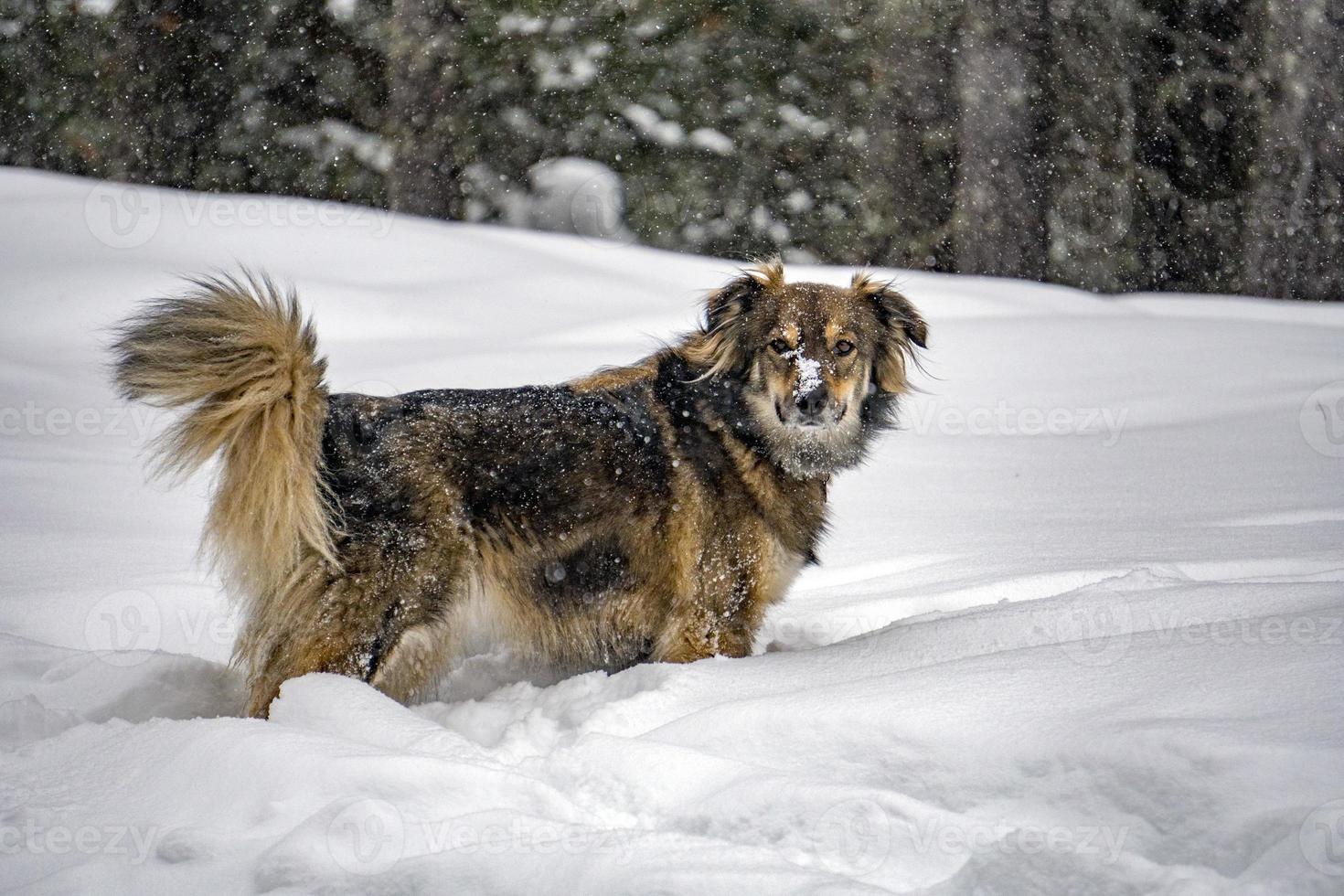 retrato de cachorro no fundo da neve foto